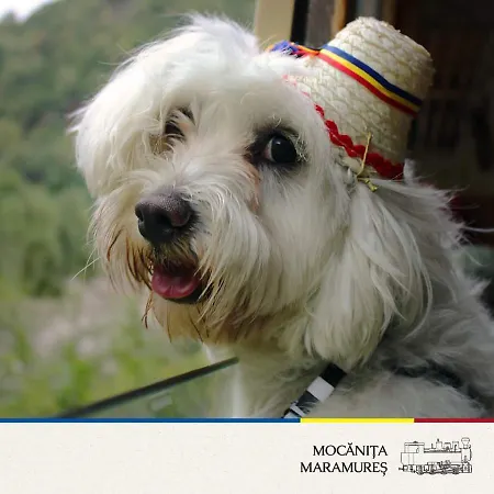 Casuta Din Cotroape - Maramures Sacel (Maramures)